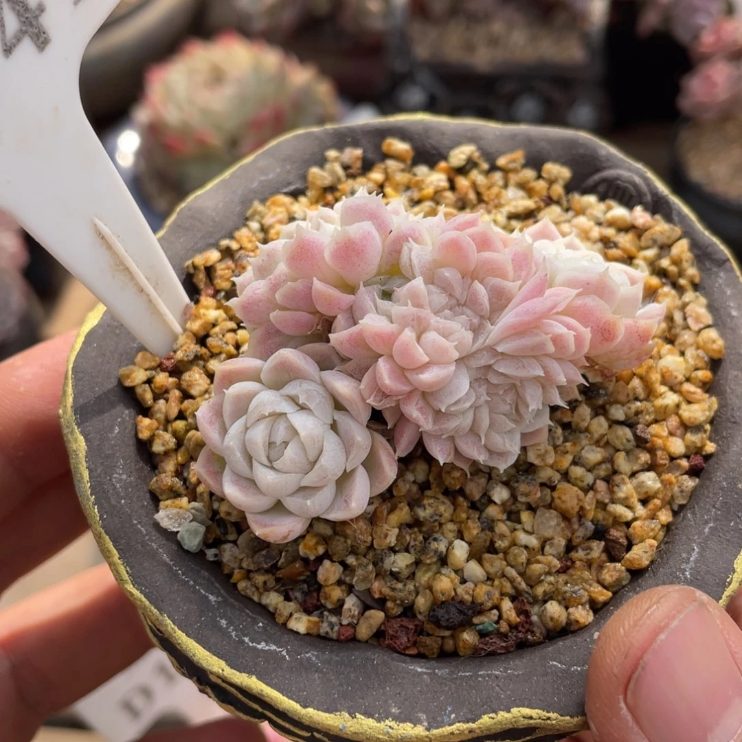 041白月影缀不带盆7厘米