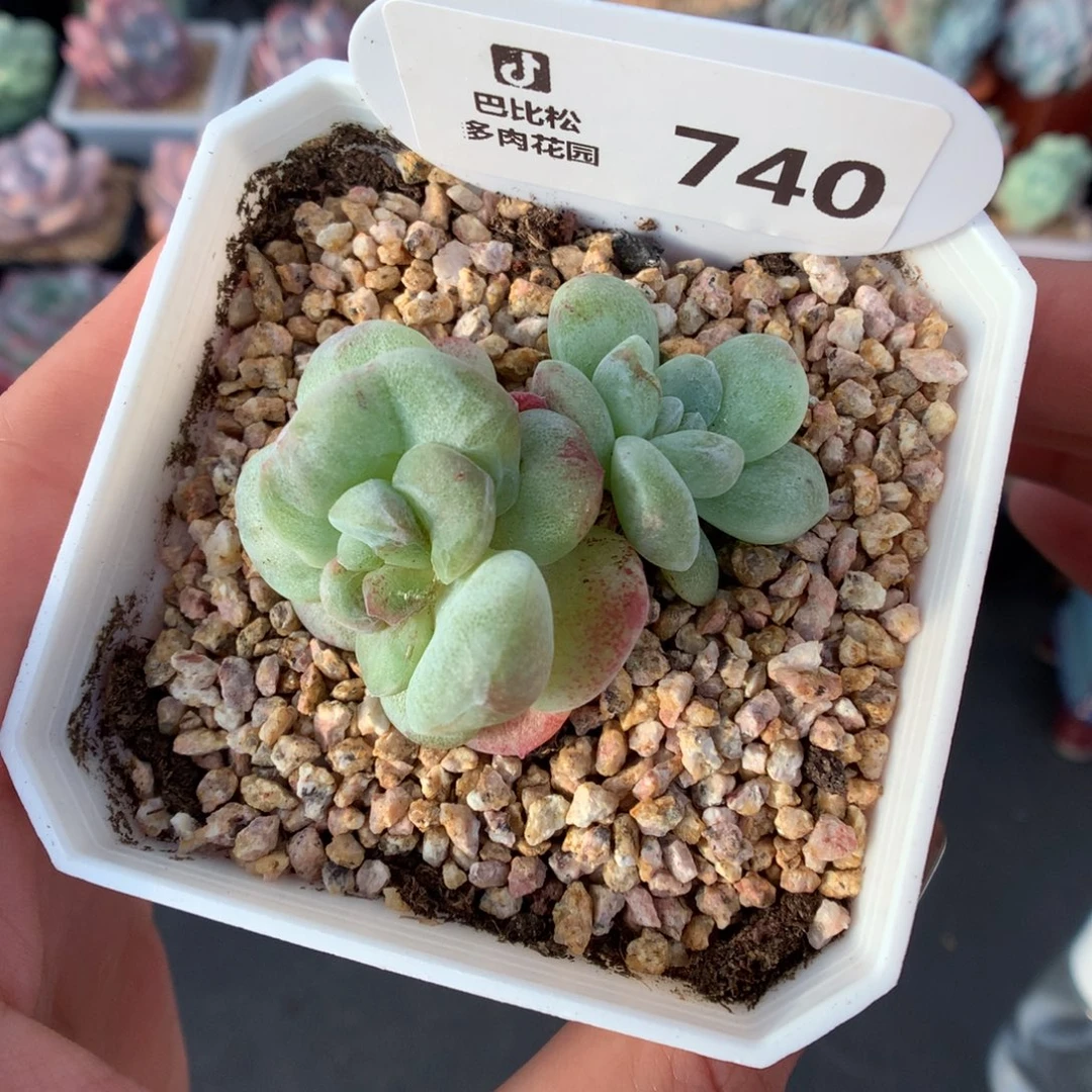 740双头冰玉石化多肉植物