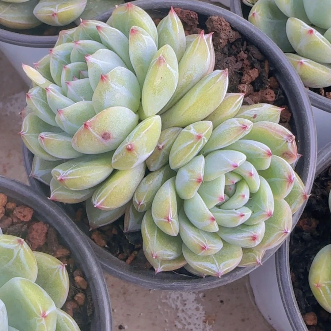 【闪购商品】双头雪花珍妮