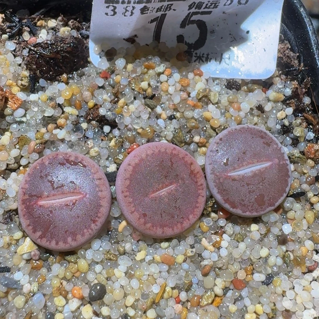 zzzzz精品生石花饼15