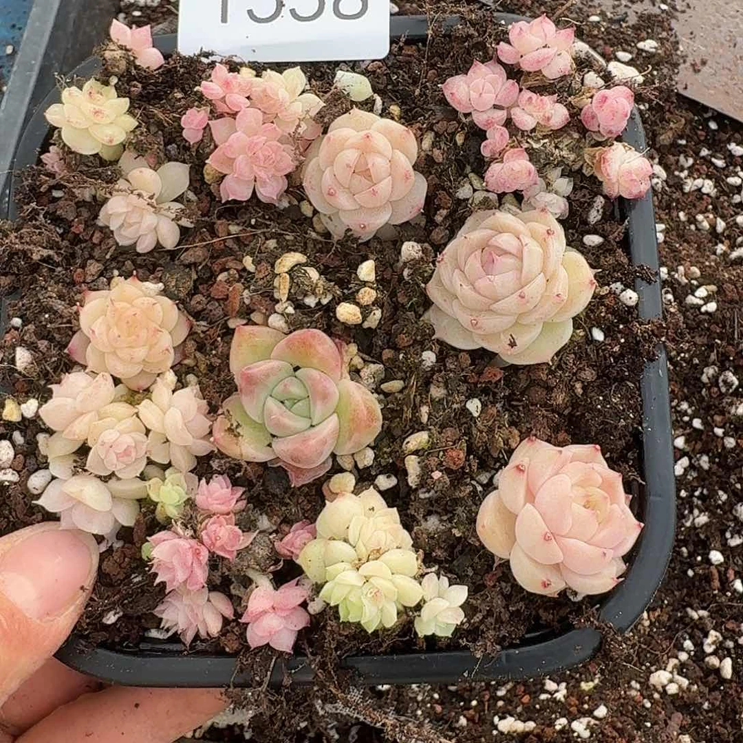 杂交新品珍妮多肉1558