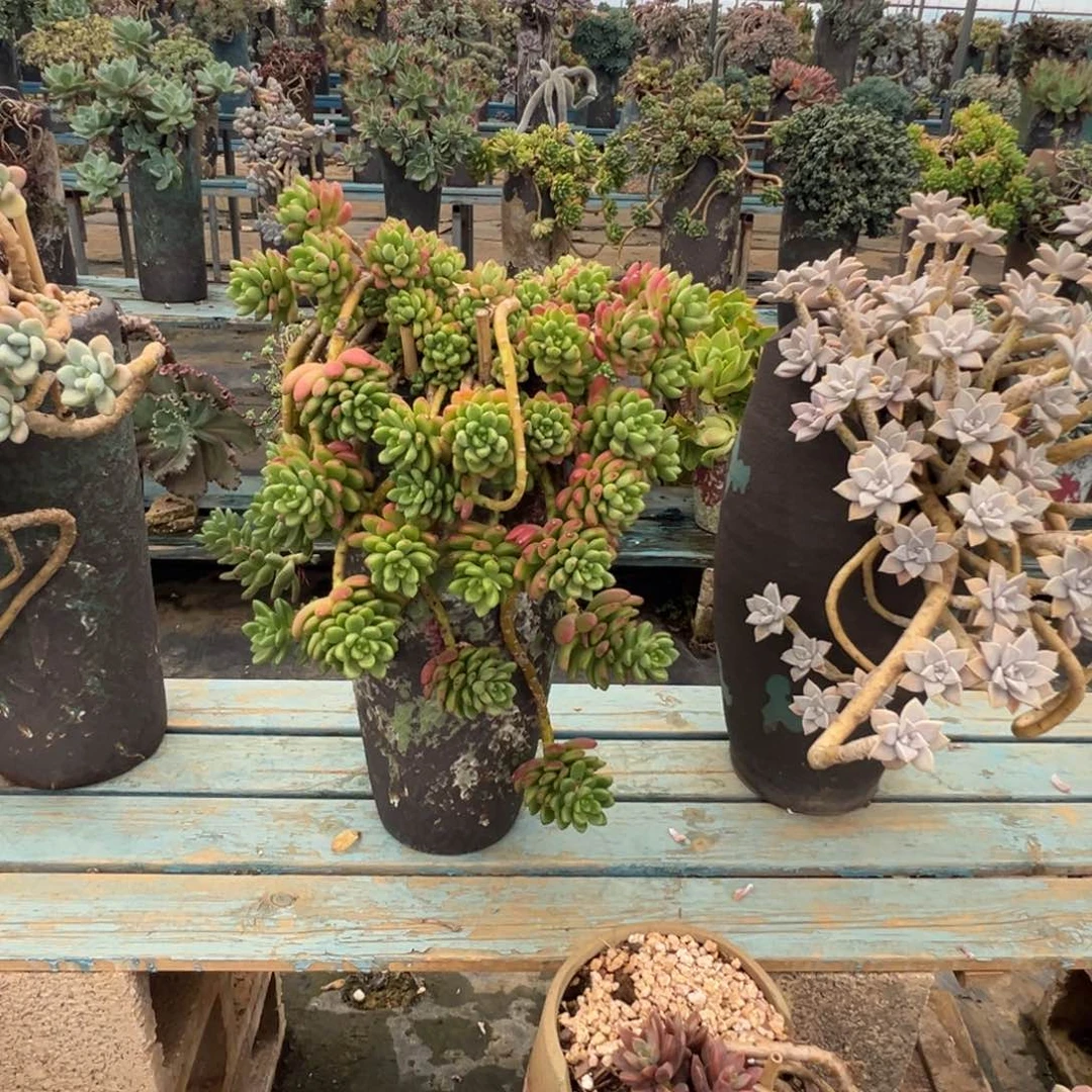 精品香格里拉妖桩 裸根