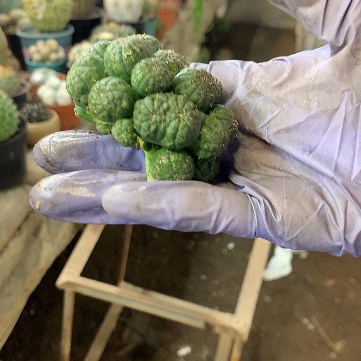 l***a布纹球11号。。。。。。