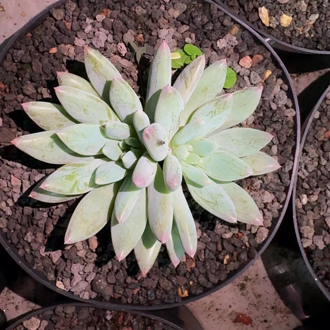 人鱼公主 双头 一物一拍