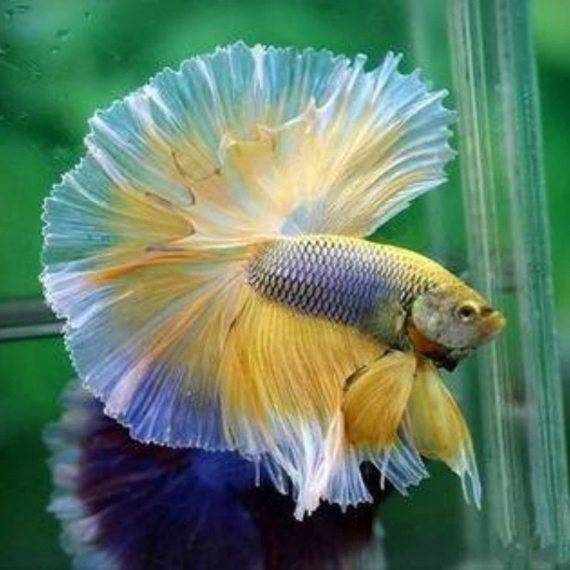 C18（409-432）泰国斗鱼精品鱼小型热带观赏鱼【直播间选鱼】