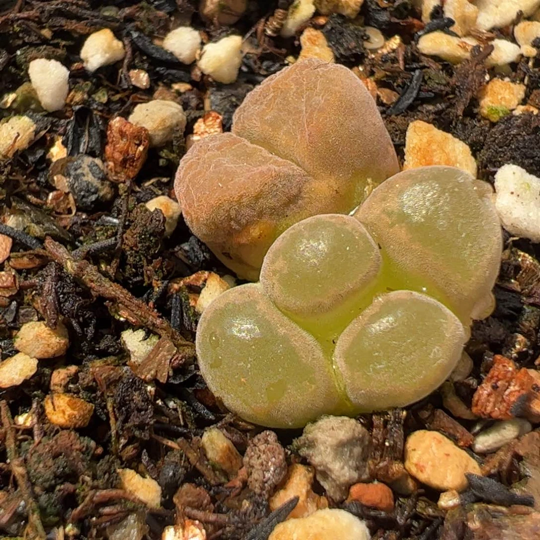 181多肉植物纤维