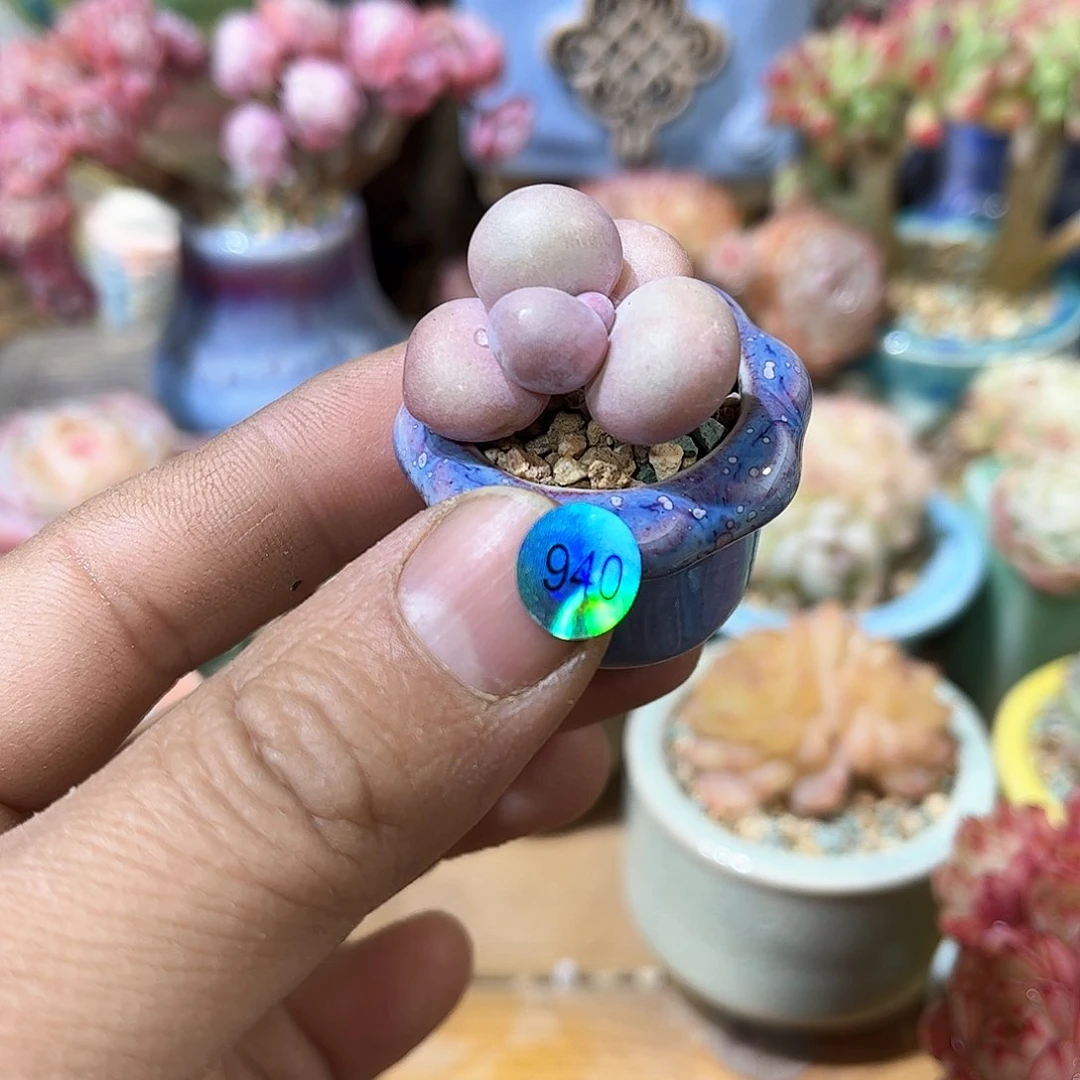 奶酪940 含盆含土发货 30包邮偏远除外