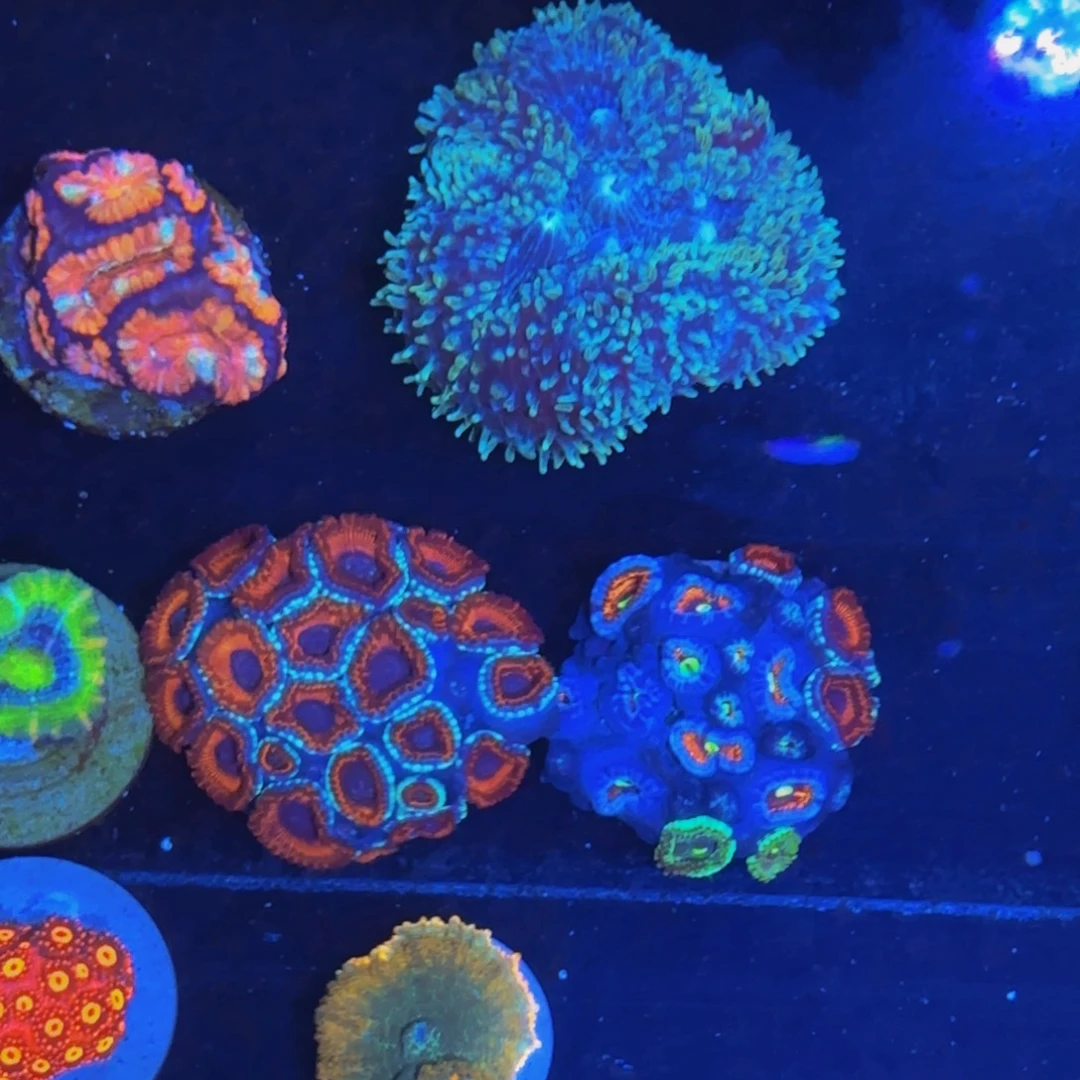 万鱼来朝海水观赏