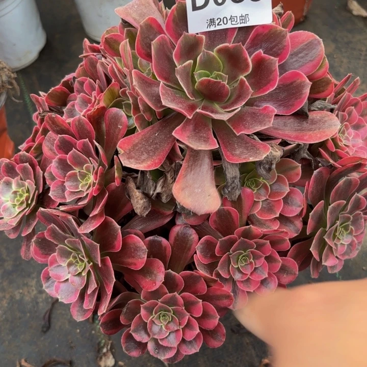 瑞妈多肉植物，066凤冠
