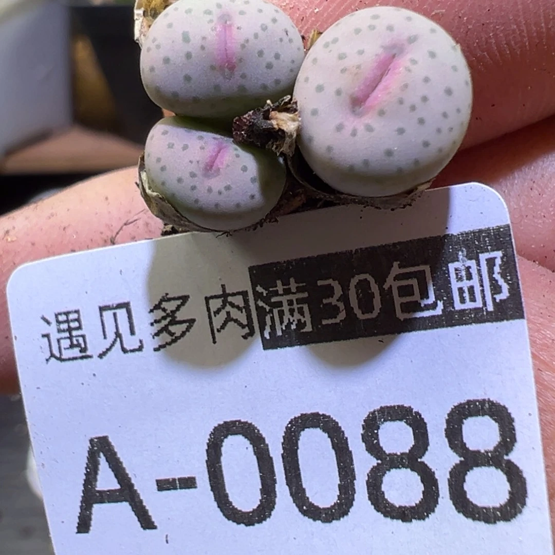 多肉植物1111111111111