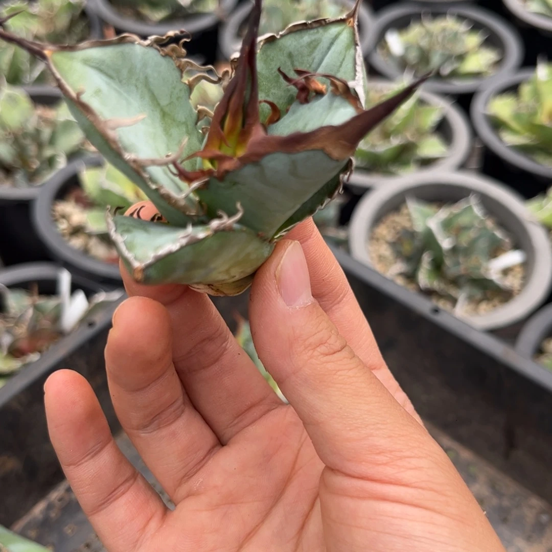龙舌兰仁王冠芽子