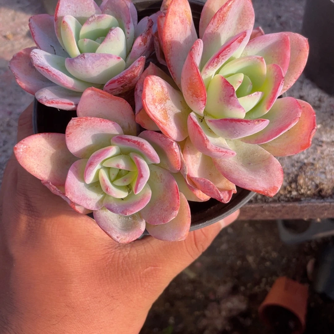 1135  布鲁兰  六月六