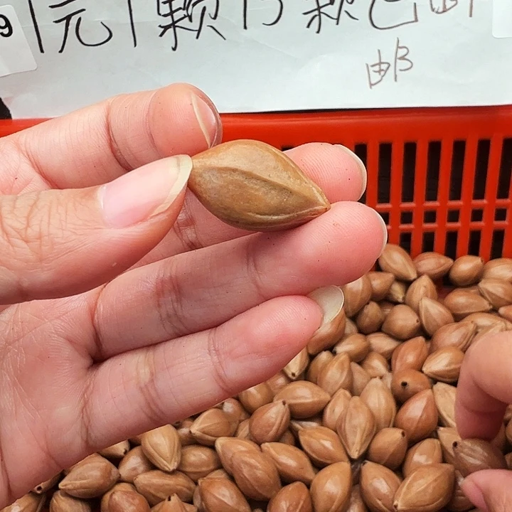 橄榄核手串/手链橄榄
