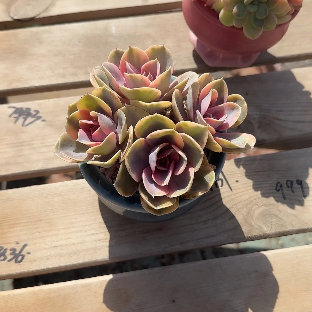 抖***逗彩虹进不带盆多肉植物