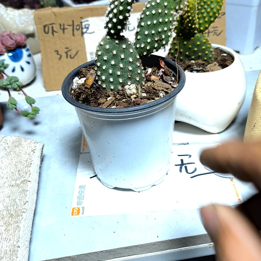 满6元包邮，白毛掌