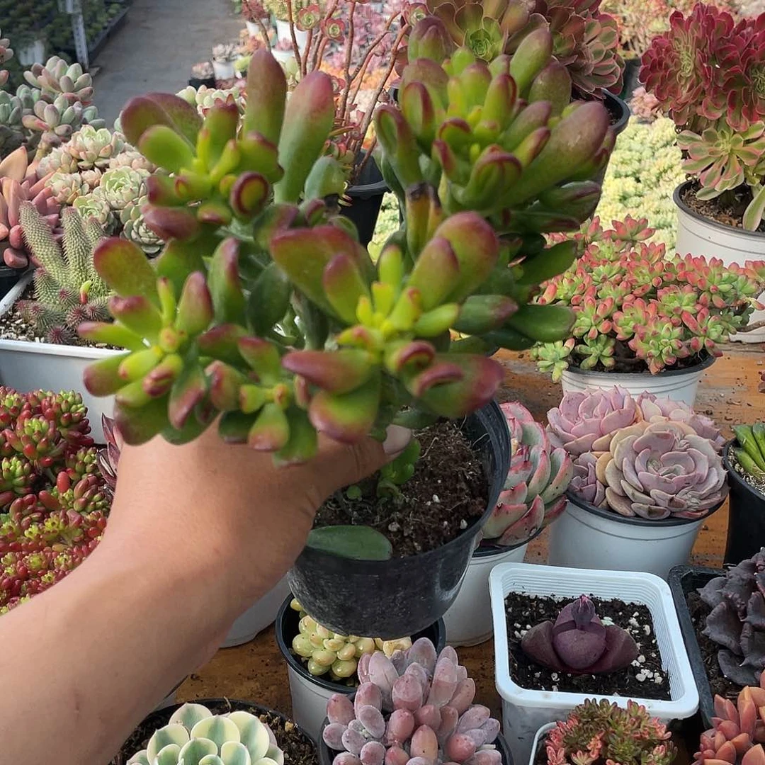 招财猫老庄带盆发货