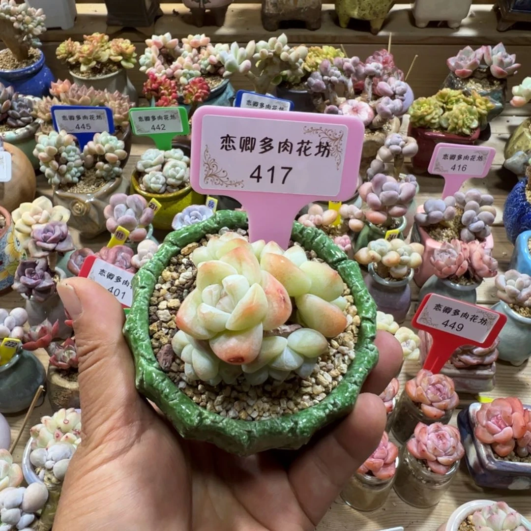 417冰玉老桩无砍多头