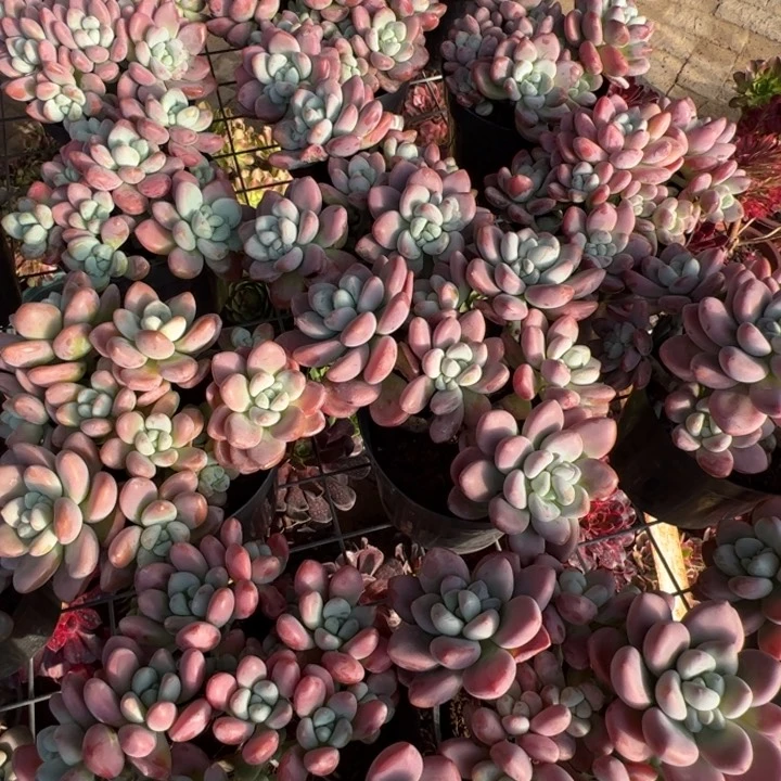 新疆包邮 粉洛神