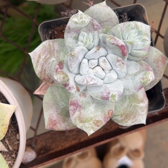 &*谢谢宝～一物一拍3003