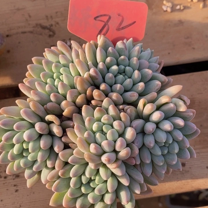 在家么不给钱不说话