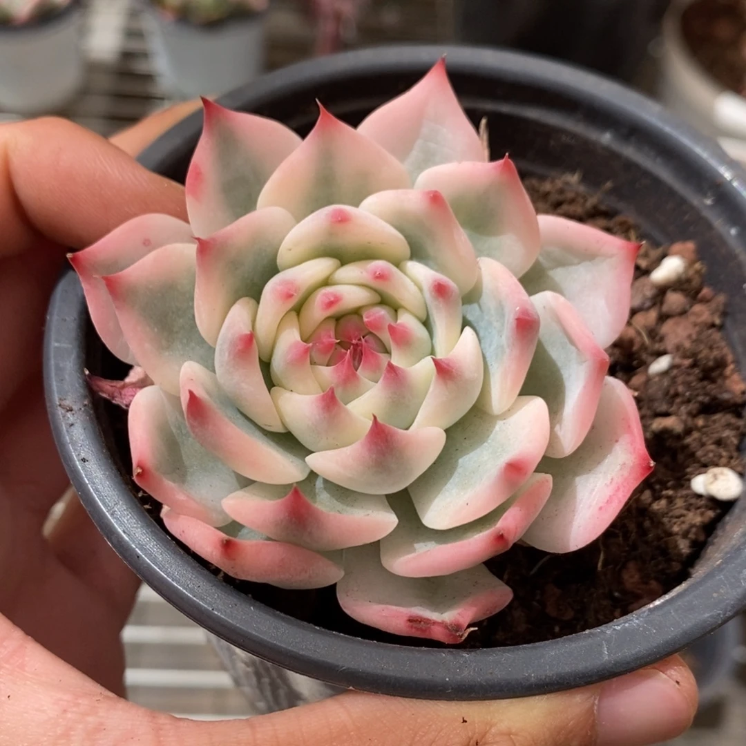 吉娃娃多肉植物9201