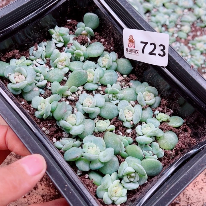 *****多肉植物多肉植物