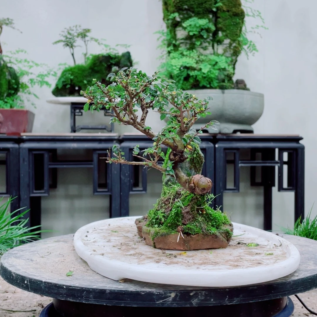 无铅玻璃蝶**下铁线蕨等植物的叶片上