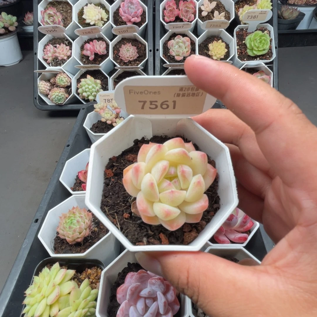 7561白桃汽水4.0厘米