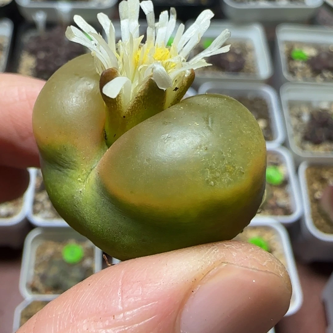 2.8+瑕疵多肉植物17