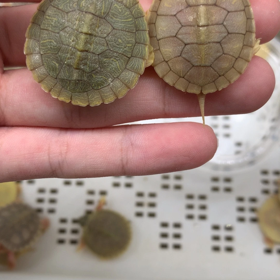 巴西彩龟母变异巴西龟
