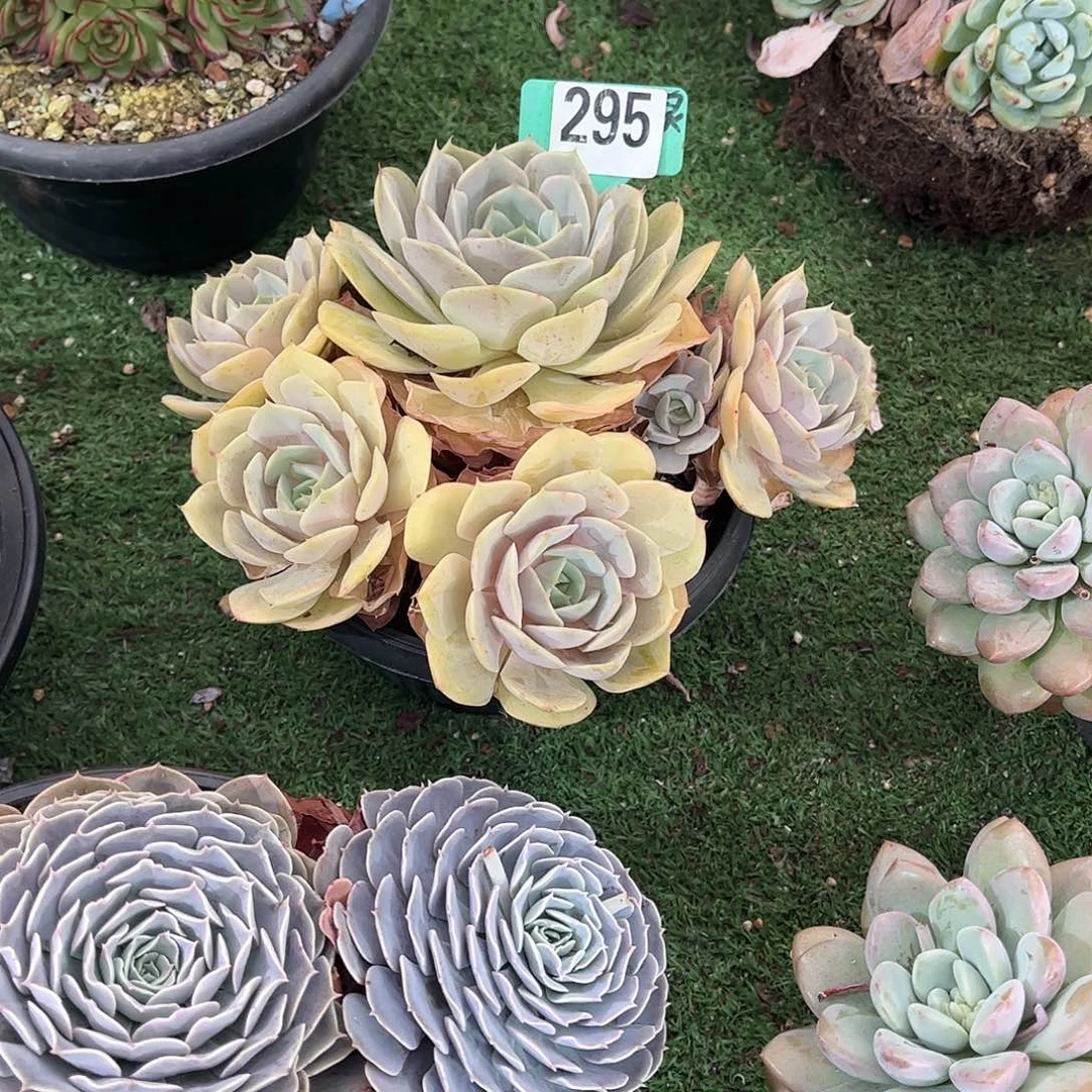 小***蜜蓝色苍露多肉植物保护295