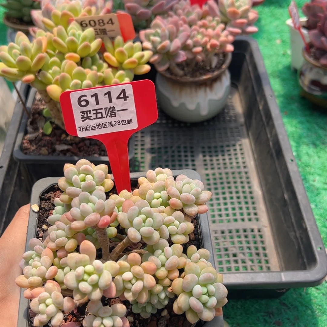 表妹精品多肉6114