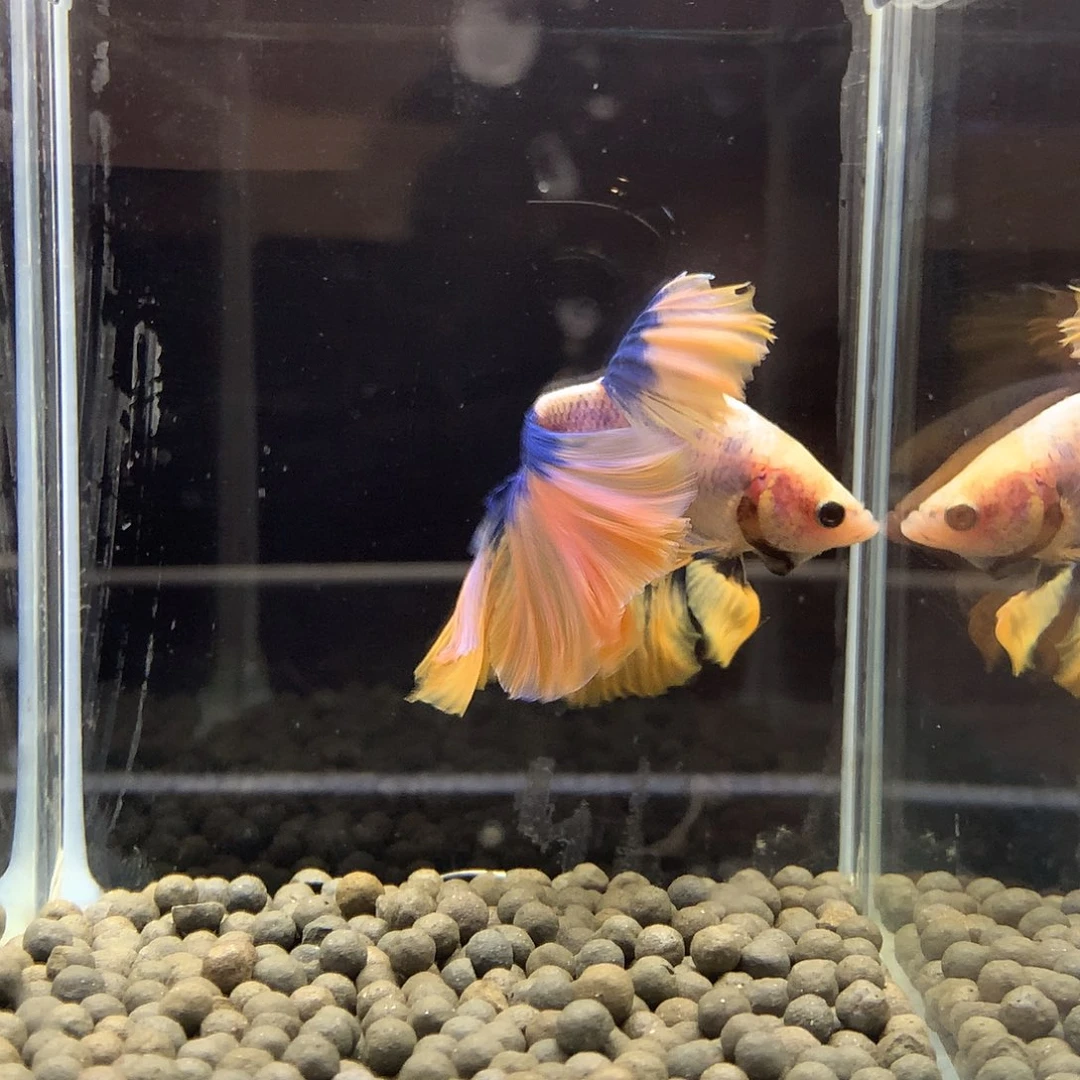 海水鱼七弟泰国斗鱼475