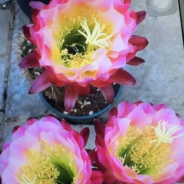 茉莉侧芽5公分左右毛花柱（20包邮）