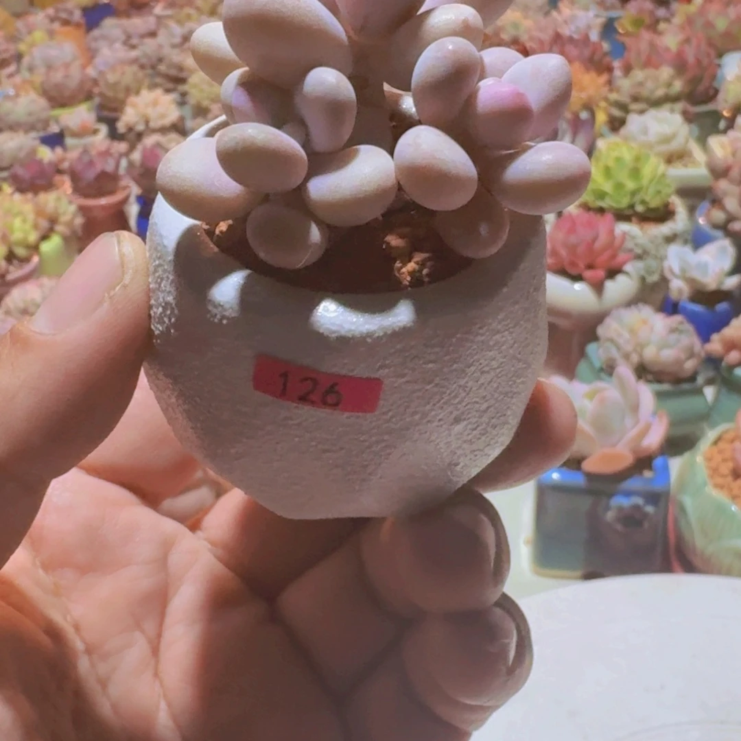 馨*一物一拍编号126