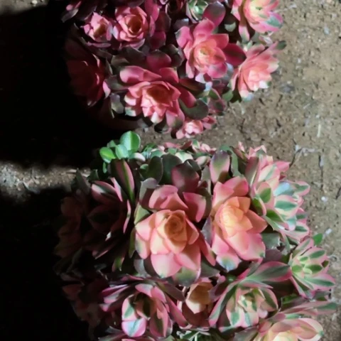 等****开多肉植物香妃有砍