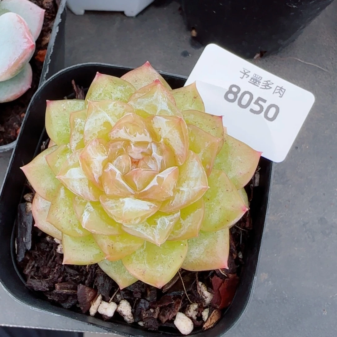 落日珍妮，8050多肉植物