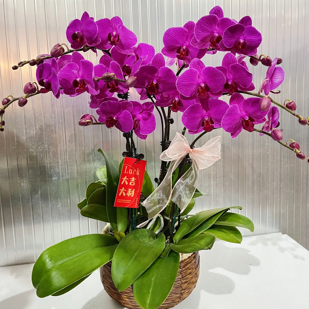 蝴蝶兰【小福星】花期巨长新手推荐 好养耐养乔迁送礼广西基地直发