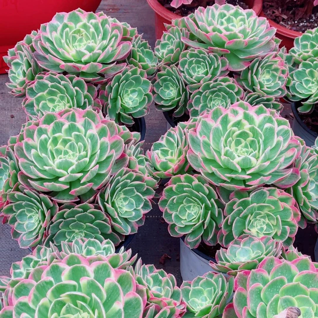 模特海仙量拍多肉法师一个