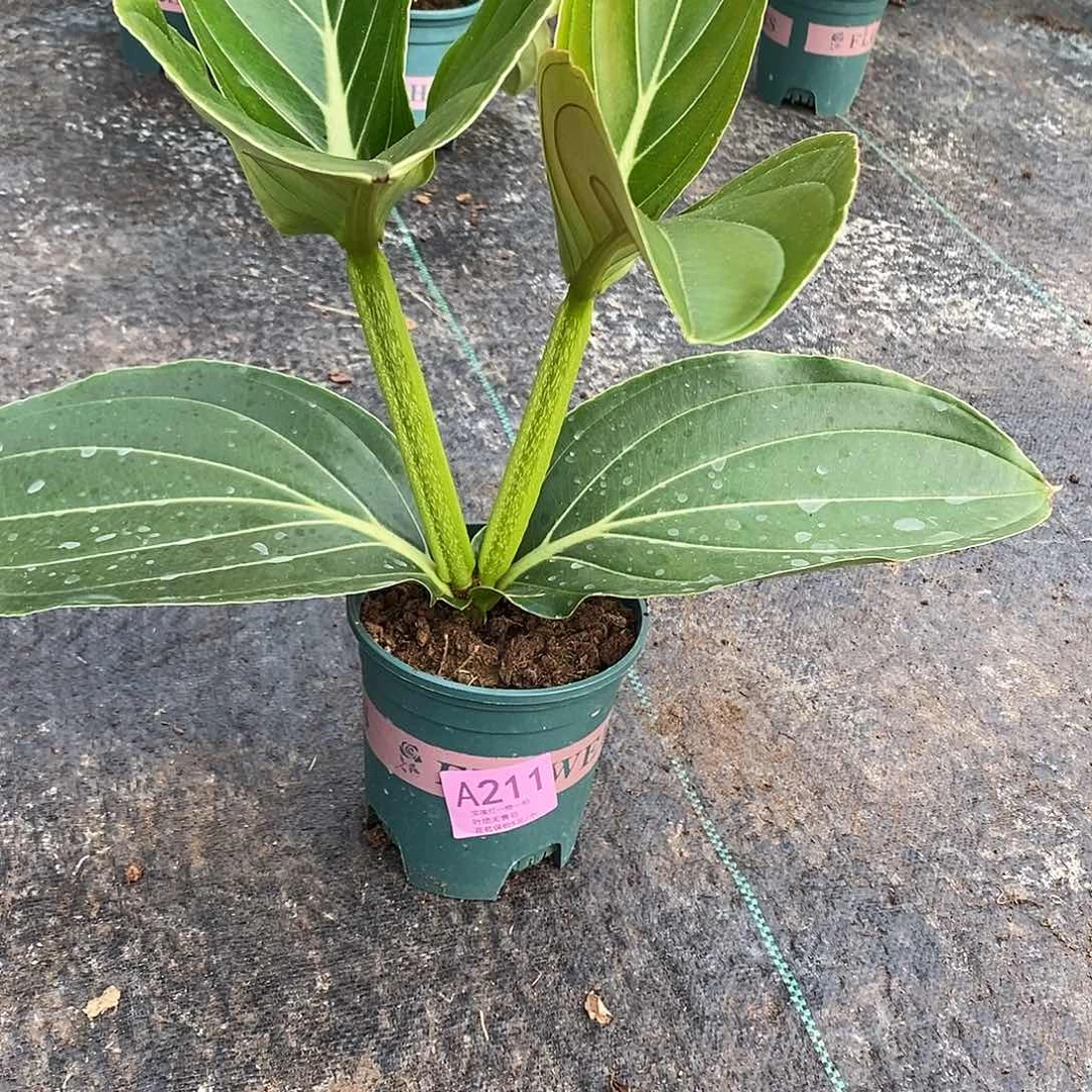 木本植物鸿*生木本花卉211