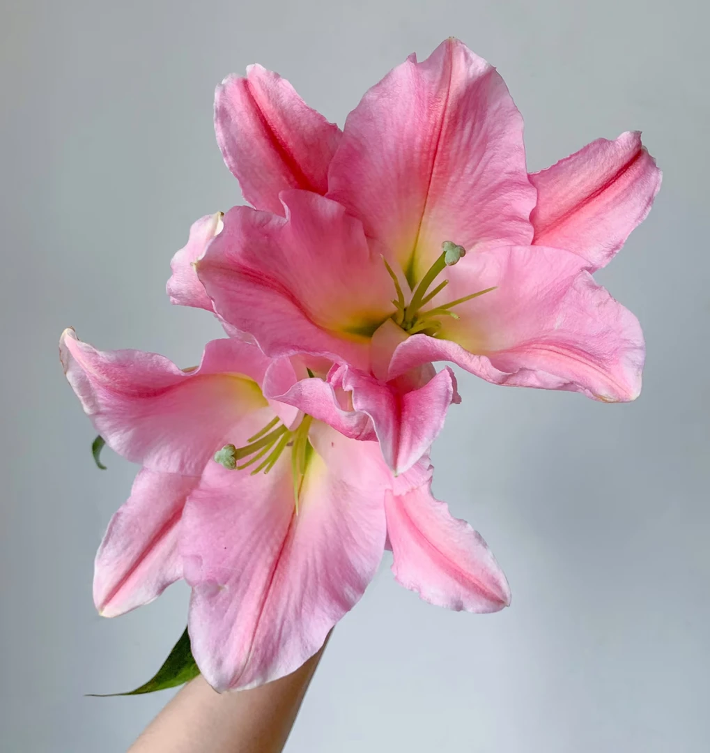 【粉天使】单瓣香水百合 全场任意两单鲜花包邮（涛）