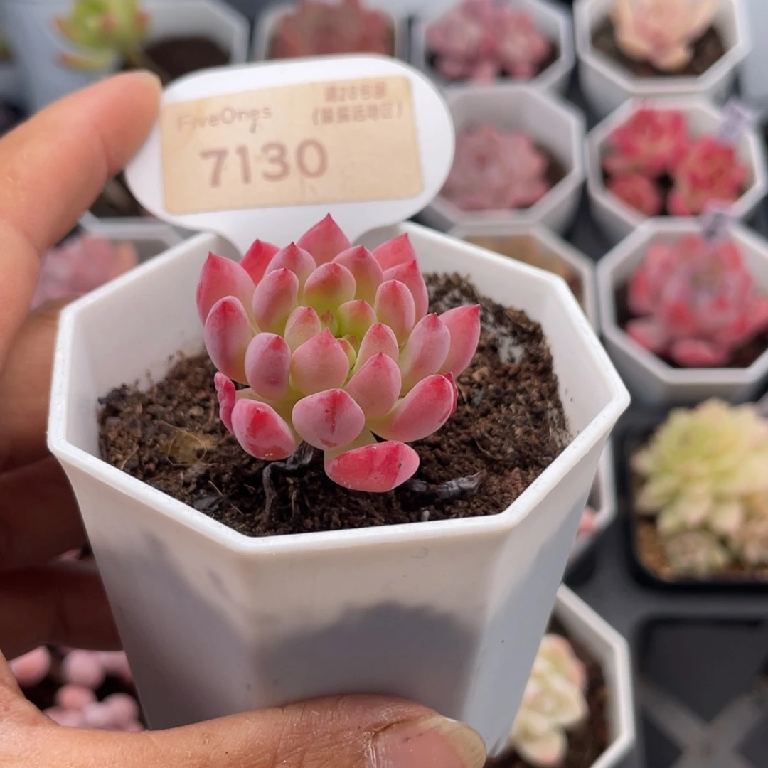 蓝苹果7130-3.5厘米