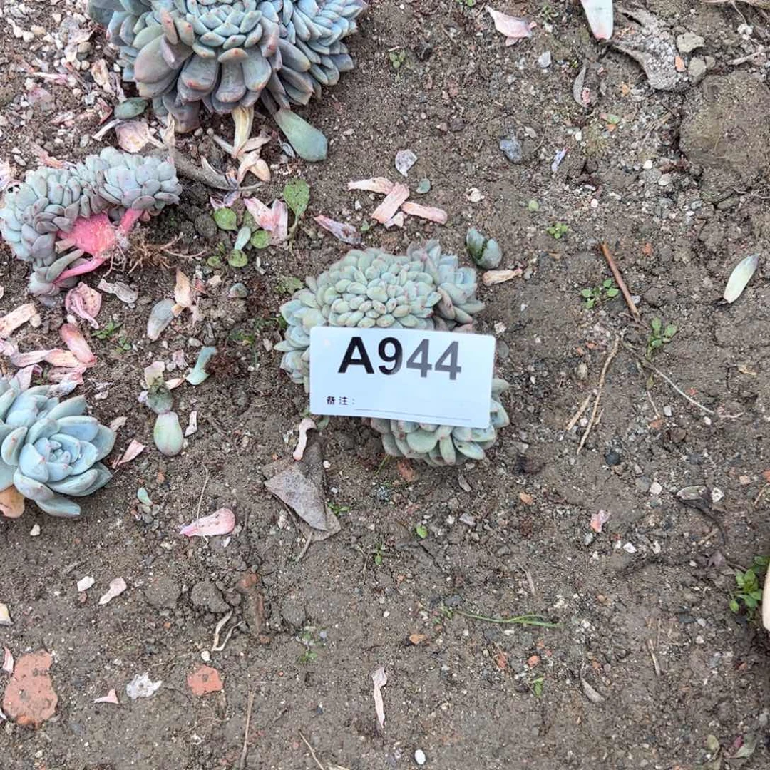 Y****y944多肉多肉多肉多肉多肉