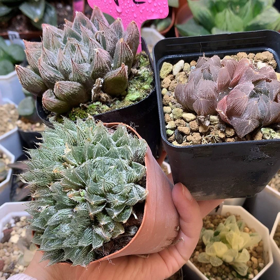 毛玉露带盆土带我tutu