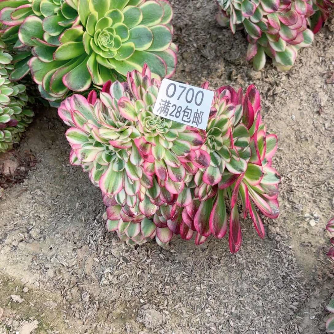 H. 0700倾城缀多肉 