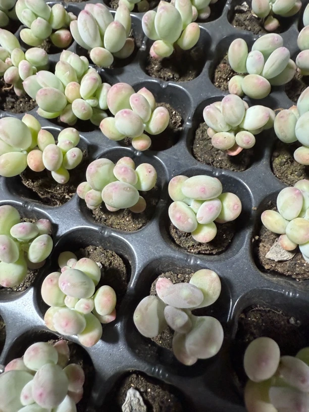 小穴盘苹果奶两米两个