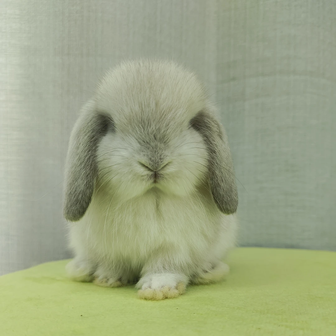 美系双血统侏儒迷你小型宠物兔子活物北京宠物兔店包邮