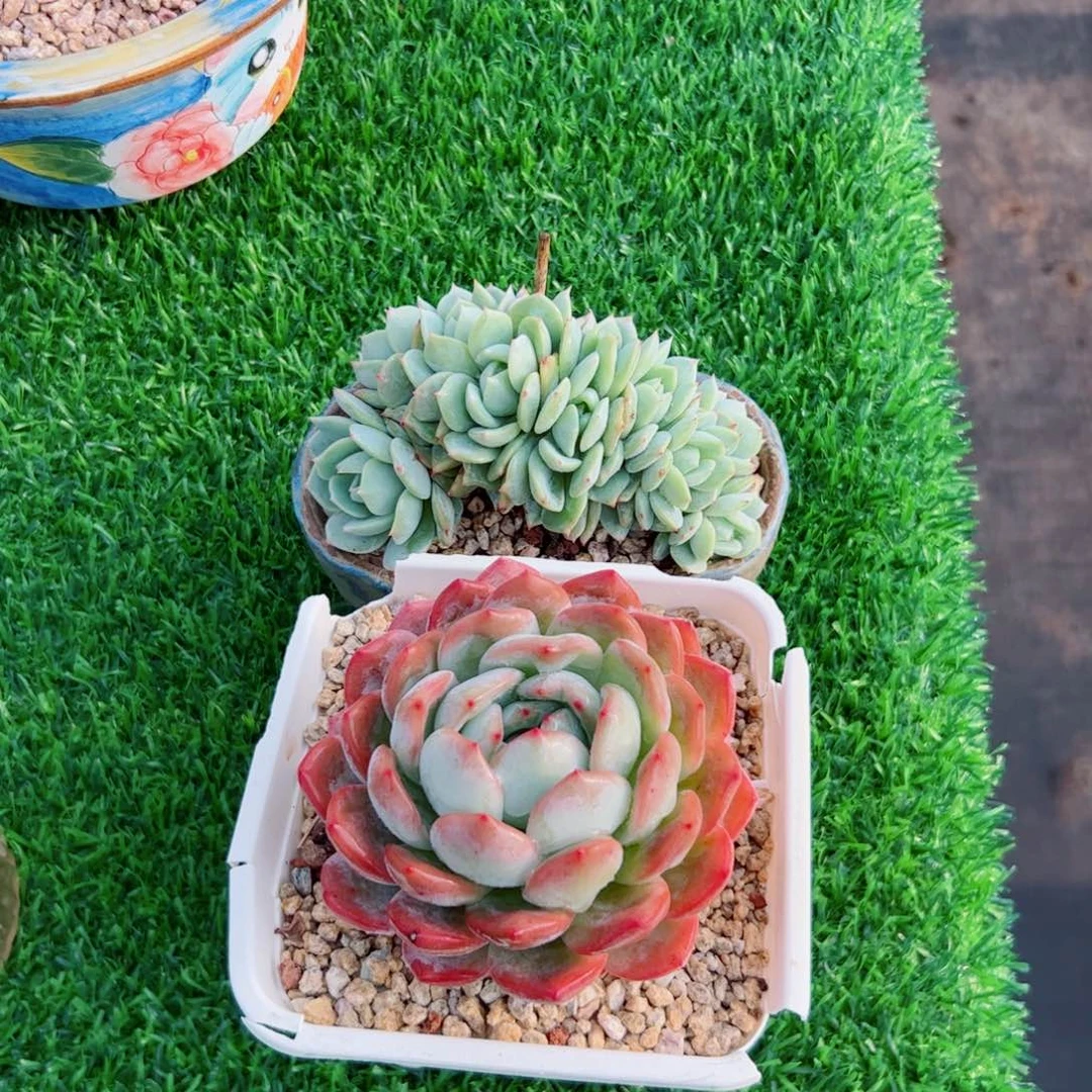 恋曲朵朵多肉植物