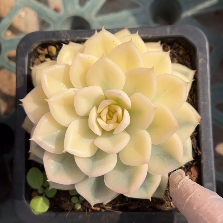 月亮仙子锦宽锦一物一拍