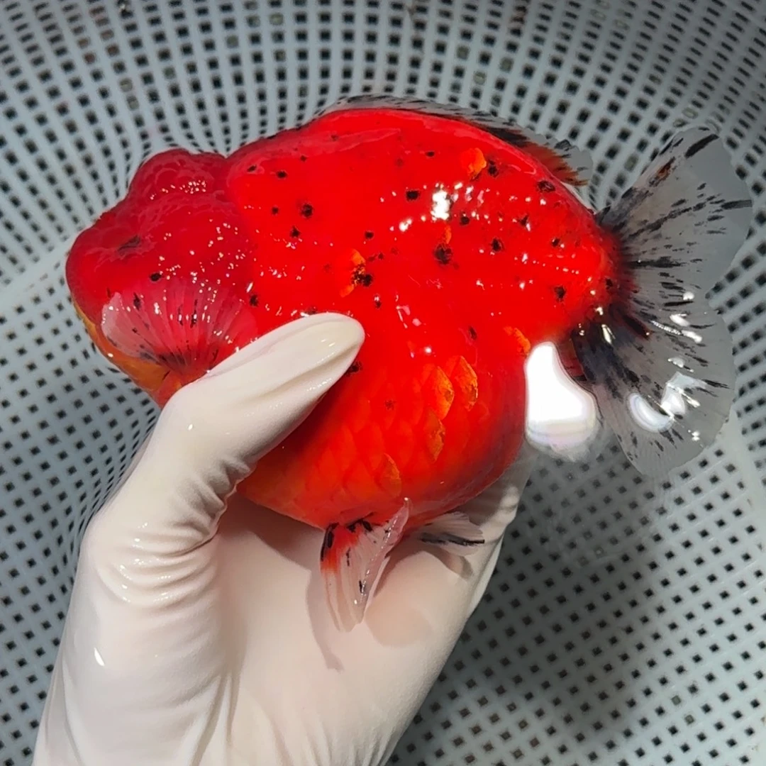 金鱼高货短尾将军狮子